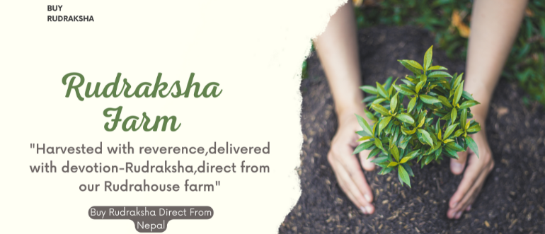 Rudrahouse Rudraksha Farm