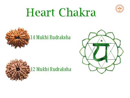 Rudraksha For Heart Chakra