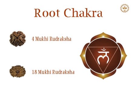 Rudraksha For Root Chakra