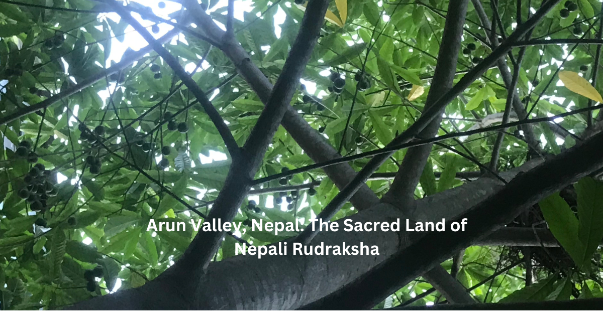 Arun Valley, Nepal: The Sacred Land of Nepali Rudraksha