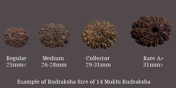Rudraksha Beads Size Chart: What are Regular, Medium, Collector, and Rare A+?