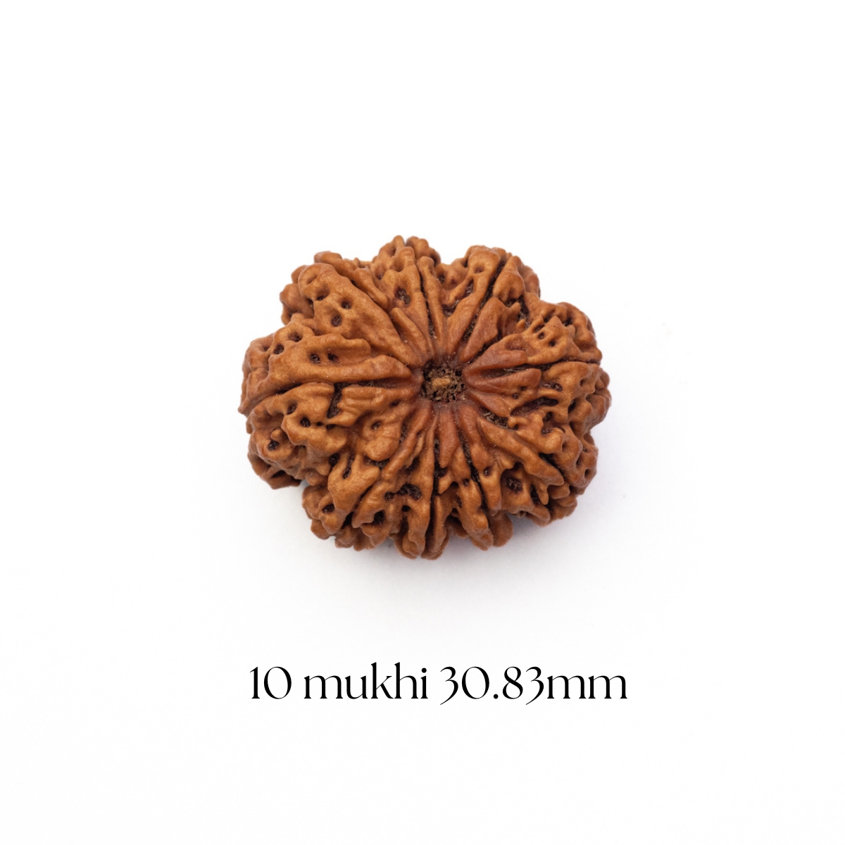 10 Mukhi Rudraksha 30.83 mm