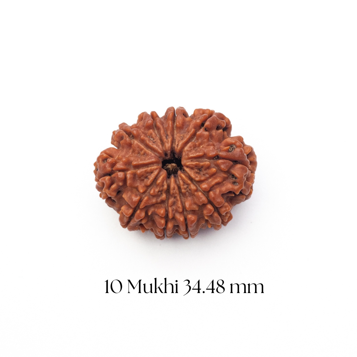 10 Mukhi Rudraksha 34.48 mm