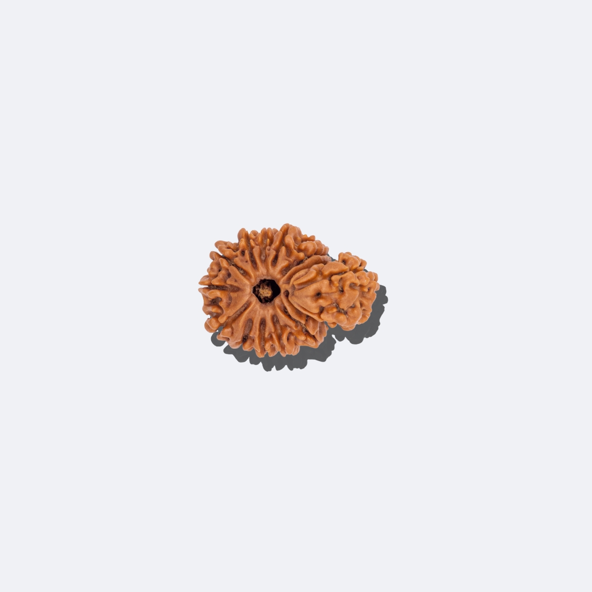 14 Mukhi Savar Rudraksha