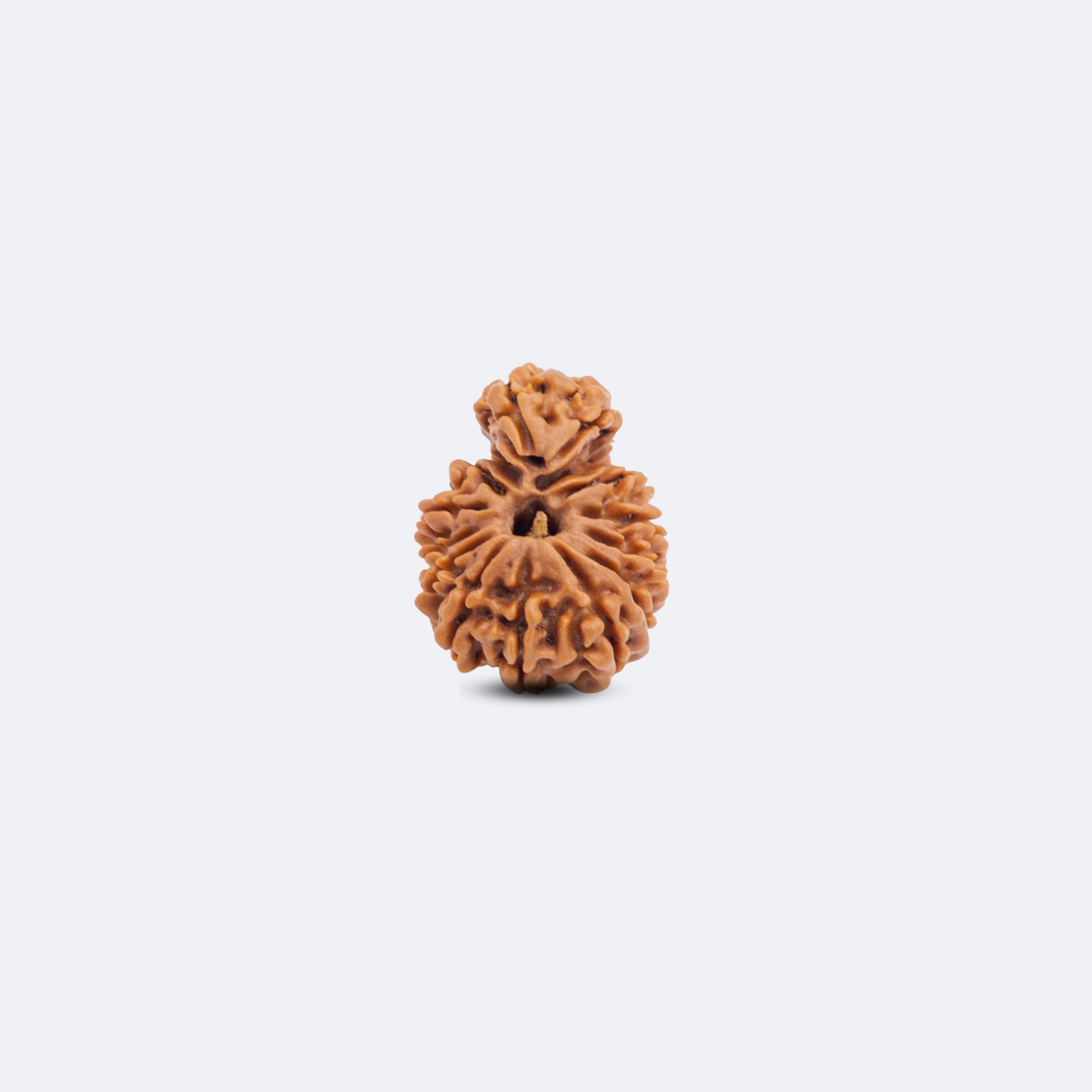 14 Mukhi Savar Rudraksha