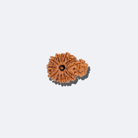 14 Mukhi Savar Rudraksha