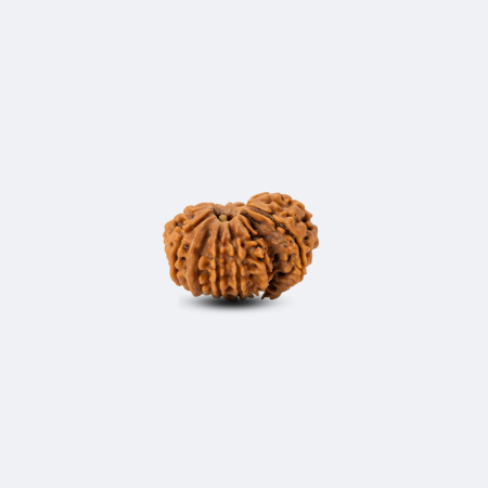 14 Mukhi Savar Rudraksha
