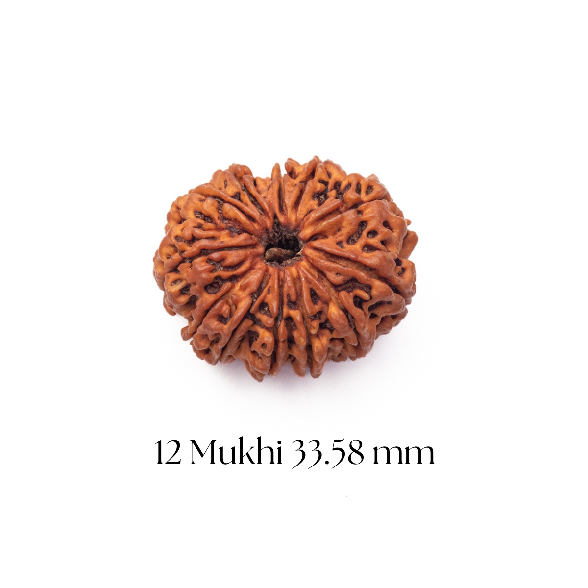 12 Mukhi Rudraksha 33.58 mm