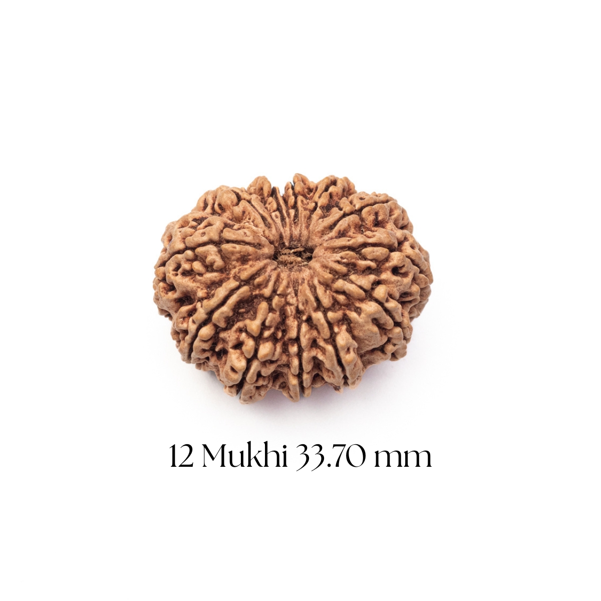 12 Mukhi Rudraksha 33.70 mm