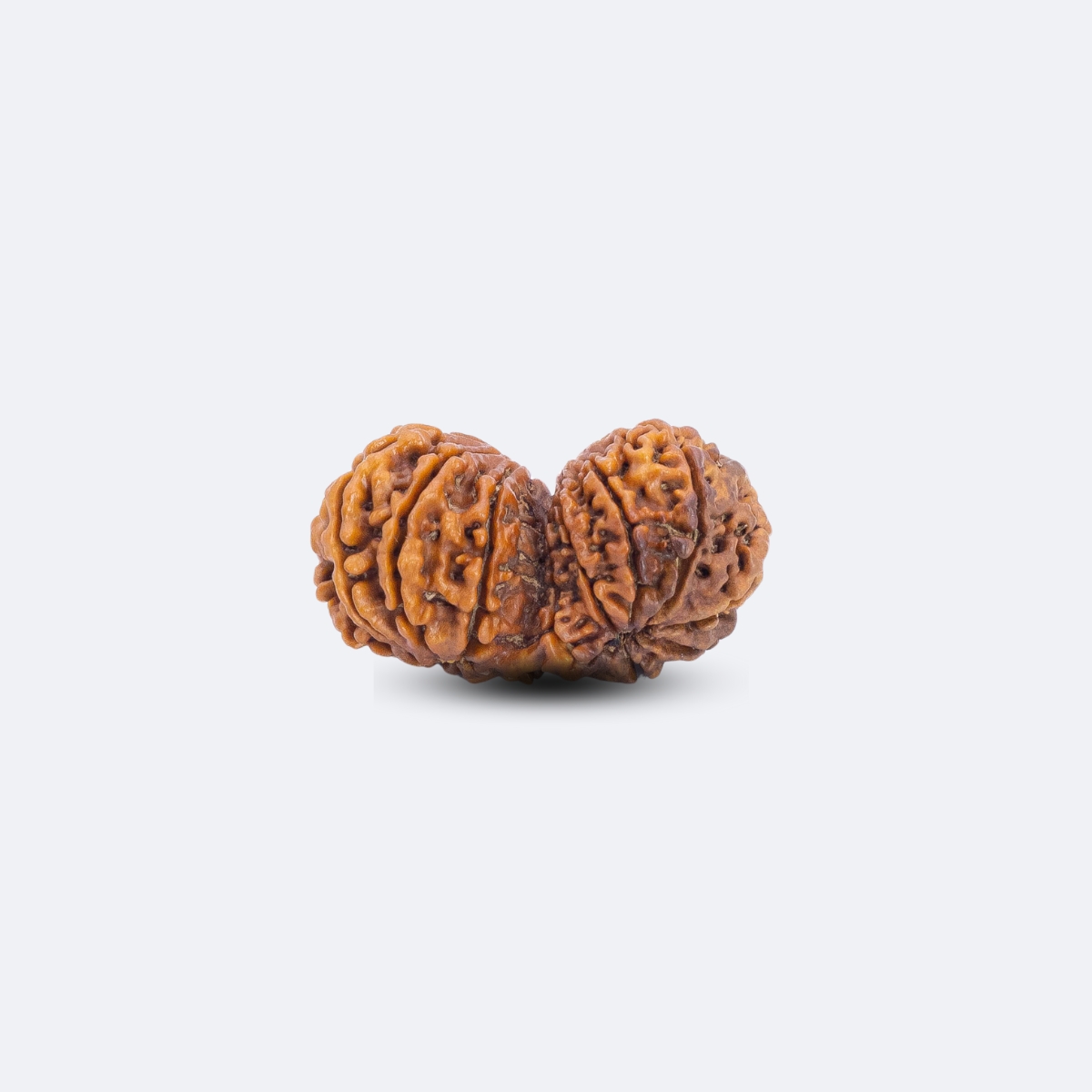 14 Mukhi Gauri Shankar Rudraksha