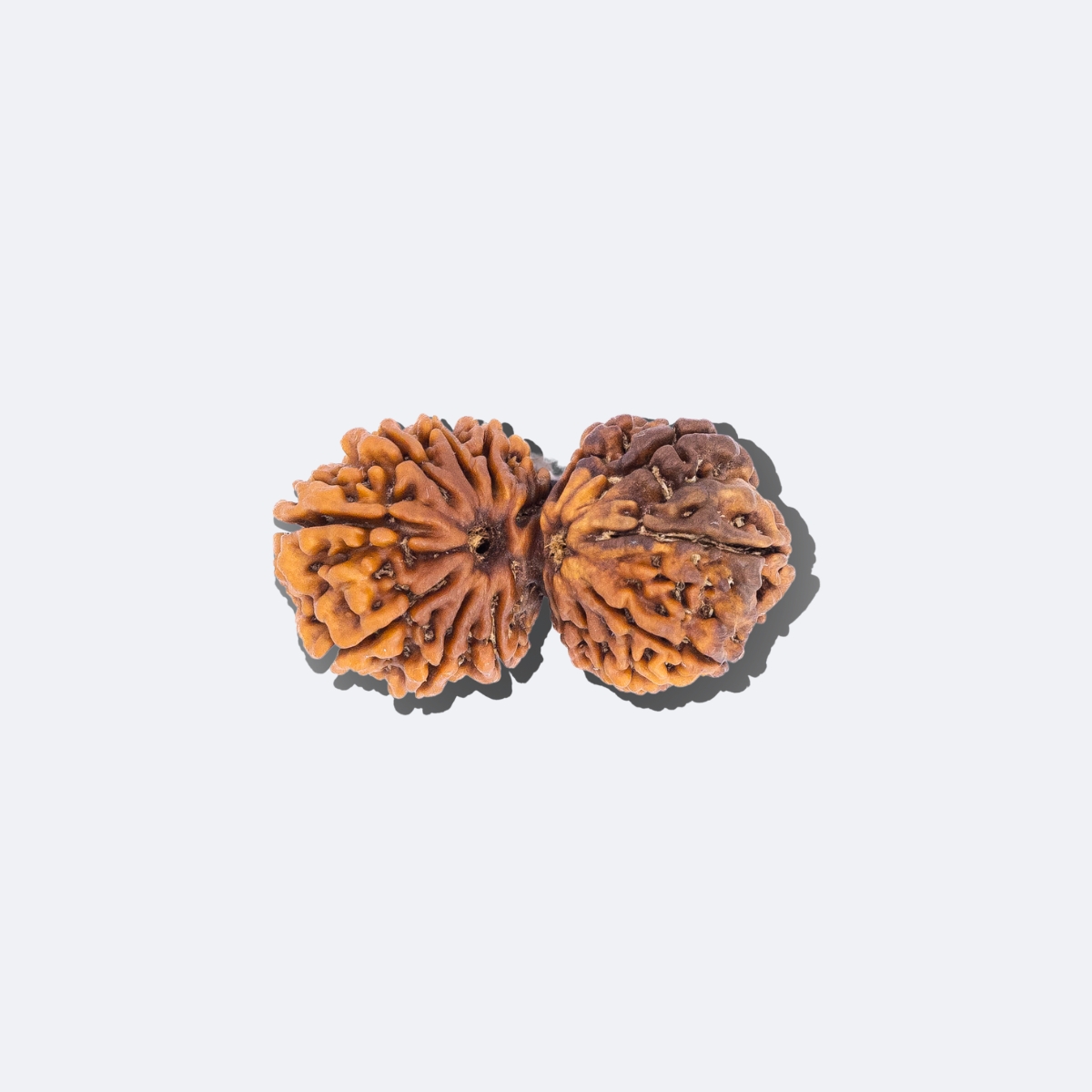 14 Mukhi Gauri Shankar Rudraksha