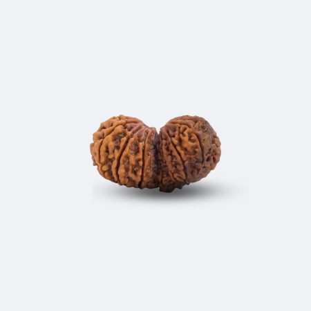 14 Mukhi Gauri Shankar Rudraksha