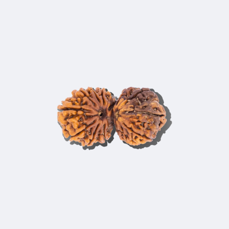 14 Mukhi Gauri Shankar Rudraksha