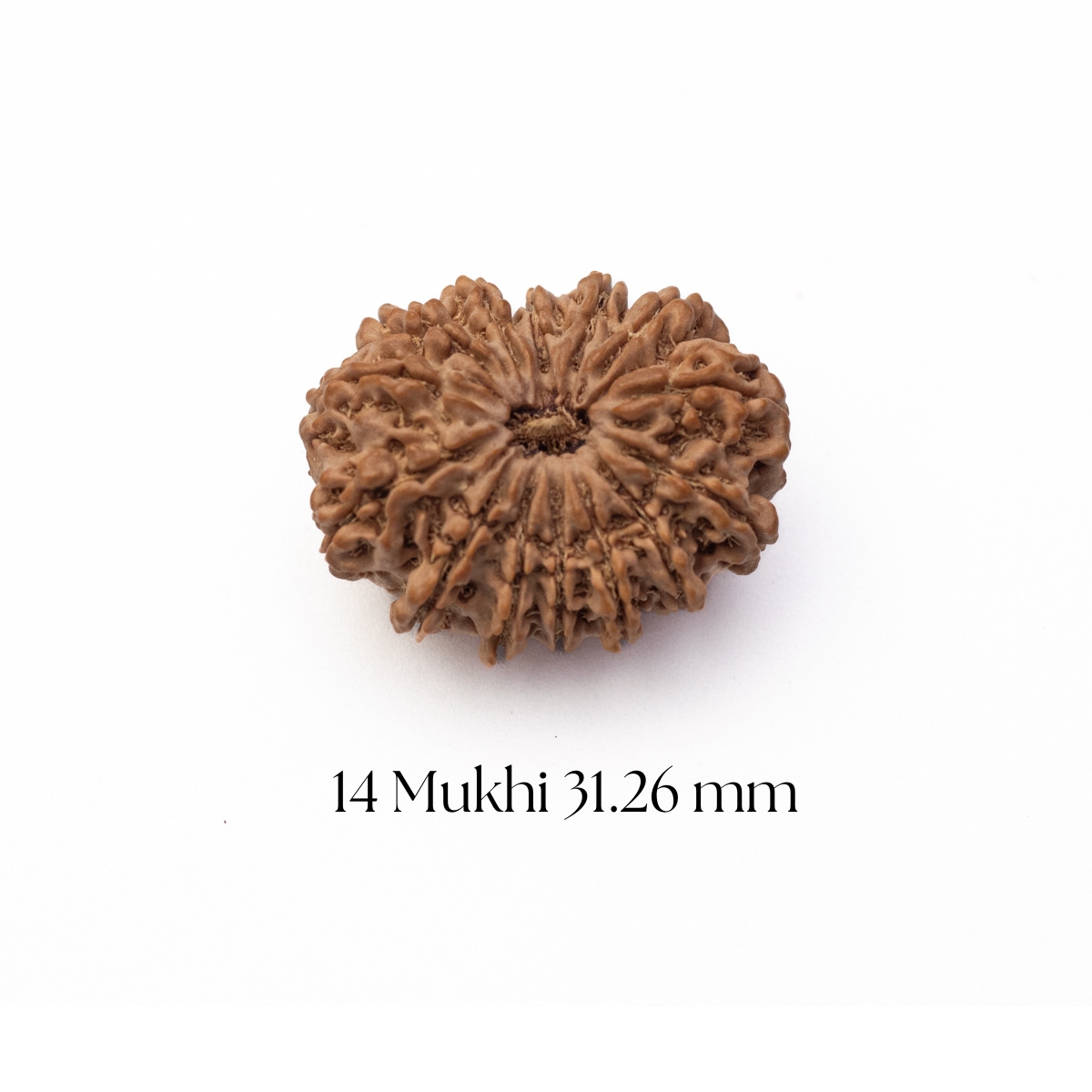 14 Mukhi Rudraksha 31.26mm