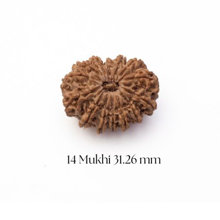 14 Mukhi Rudraksha 31.26mm