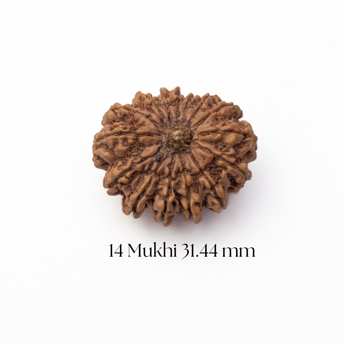 14 Mukhi Rudraksha 31.44 mm