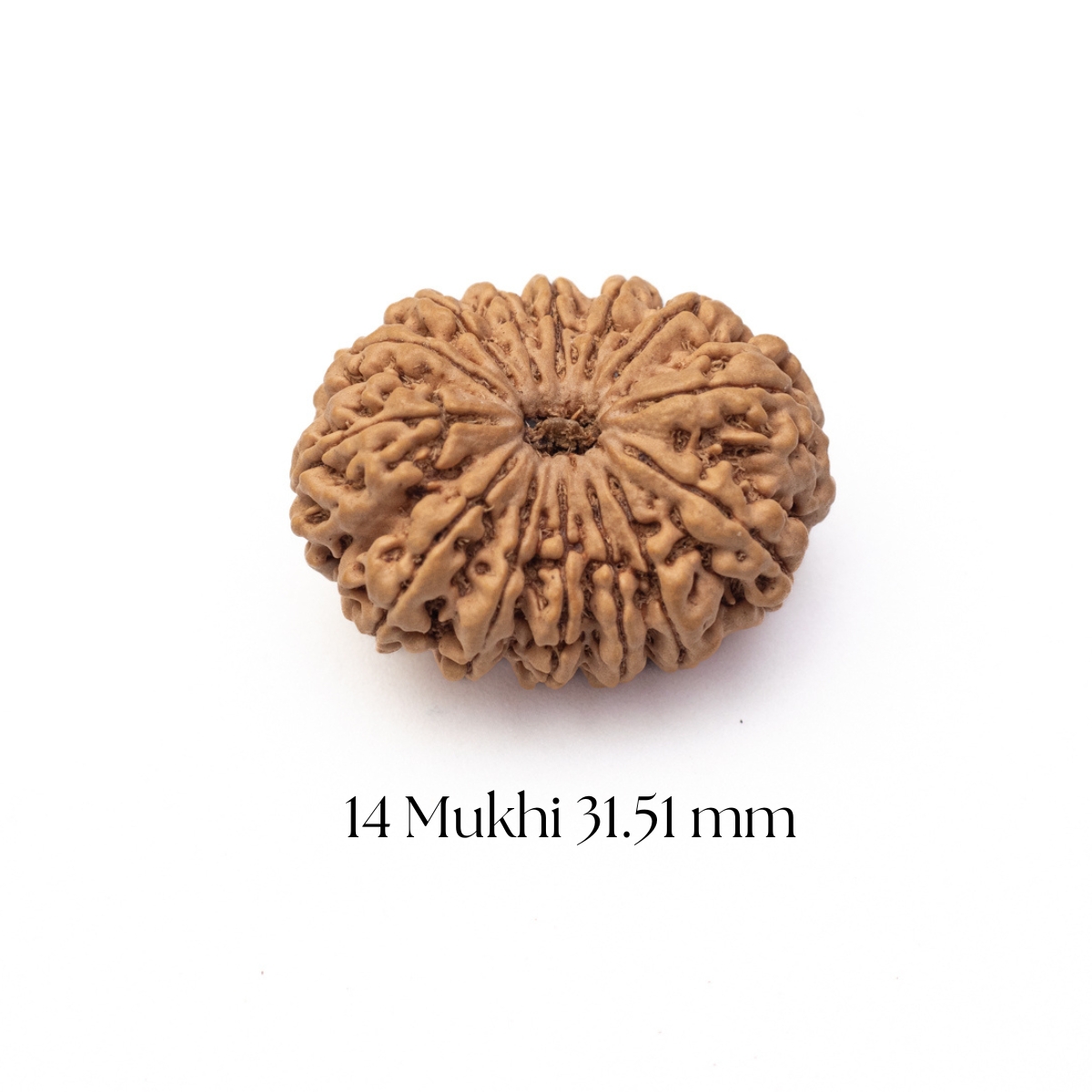 14 Mukhi Rudraksha 31.51 mm
