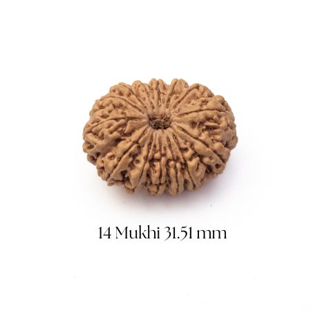 14 Mukhi Rudraksha 31.51 mm