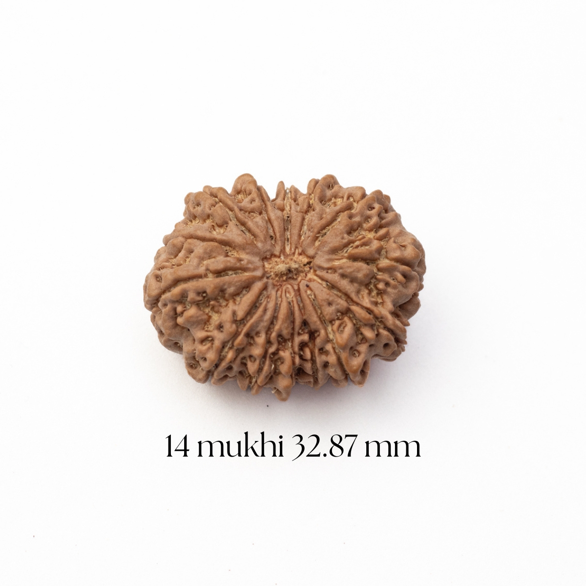 14 Mukhi Rudraksha 32.87 mm