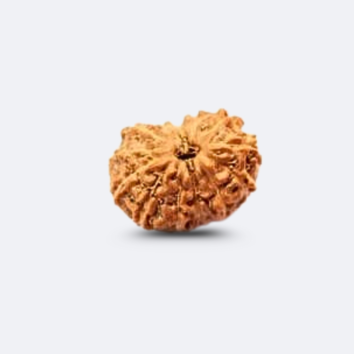 14 Mukhi Rudraksha Indonesia