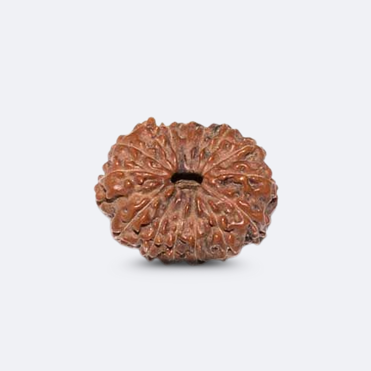 15 Mukhi Rudraksha - Indonesia