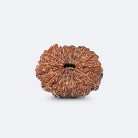 15 Mukhi Rudraksha - Indonesia