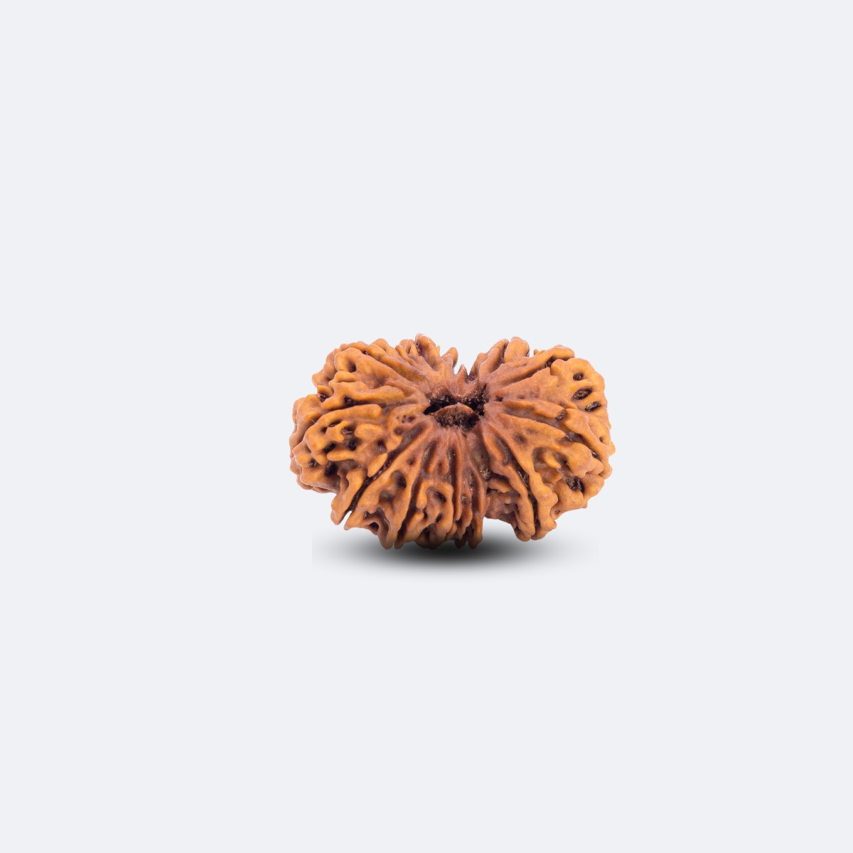 15 Mukhi Gauri Shankar Rudraksha
