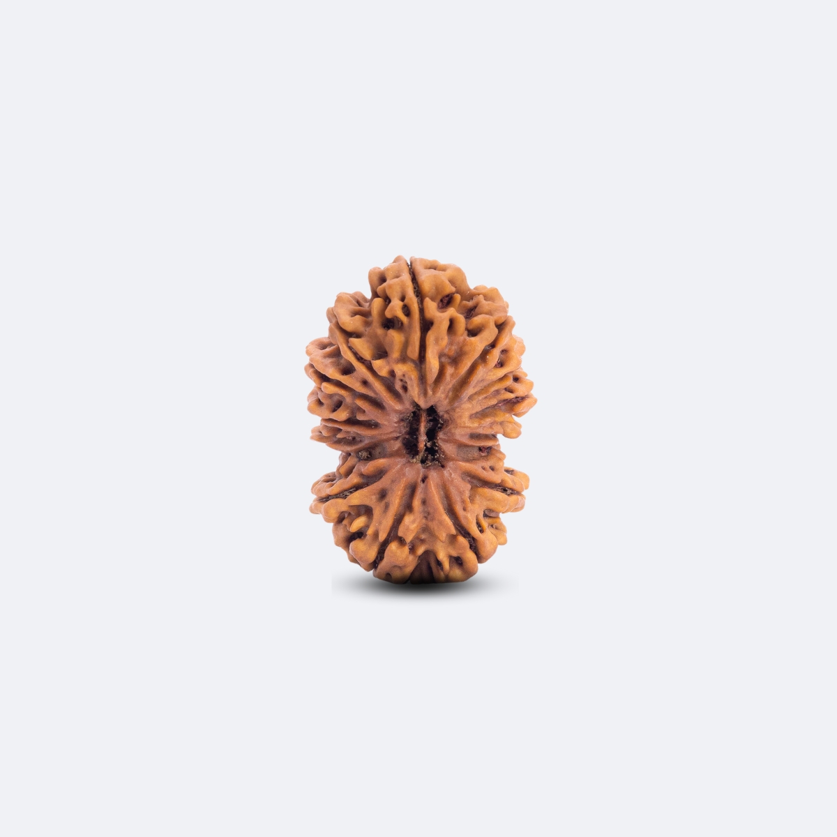 15 Mukhi Gauri Shankar Rudraksha