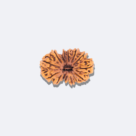 15 Mukhi Gauri Shankar Rudraksha