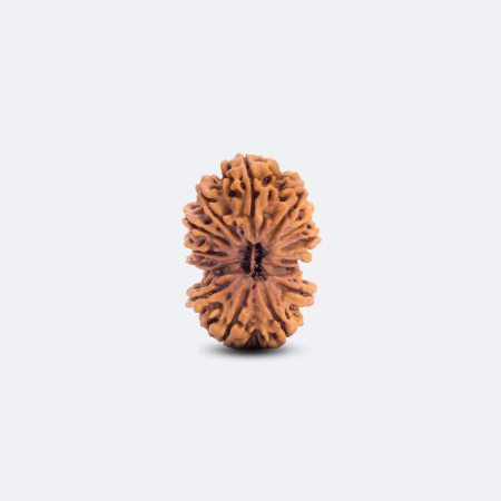 15 Mukhi Gauri Shankar Rudraksha