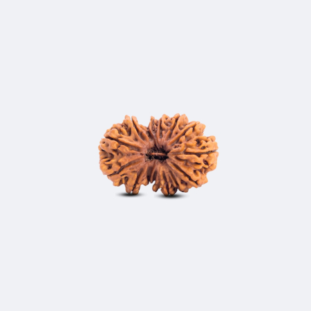 15 Mukhi Gauri Shankar Rudraksha