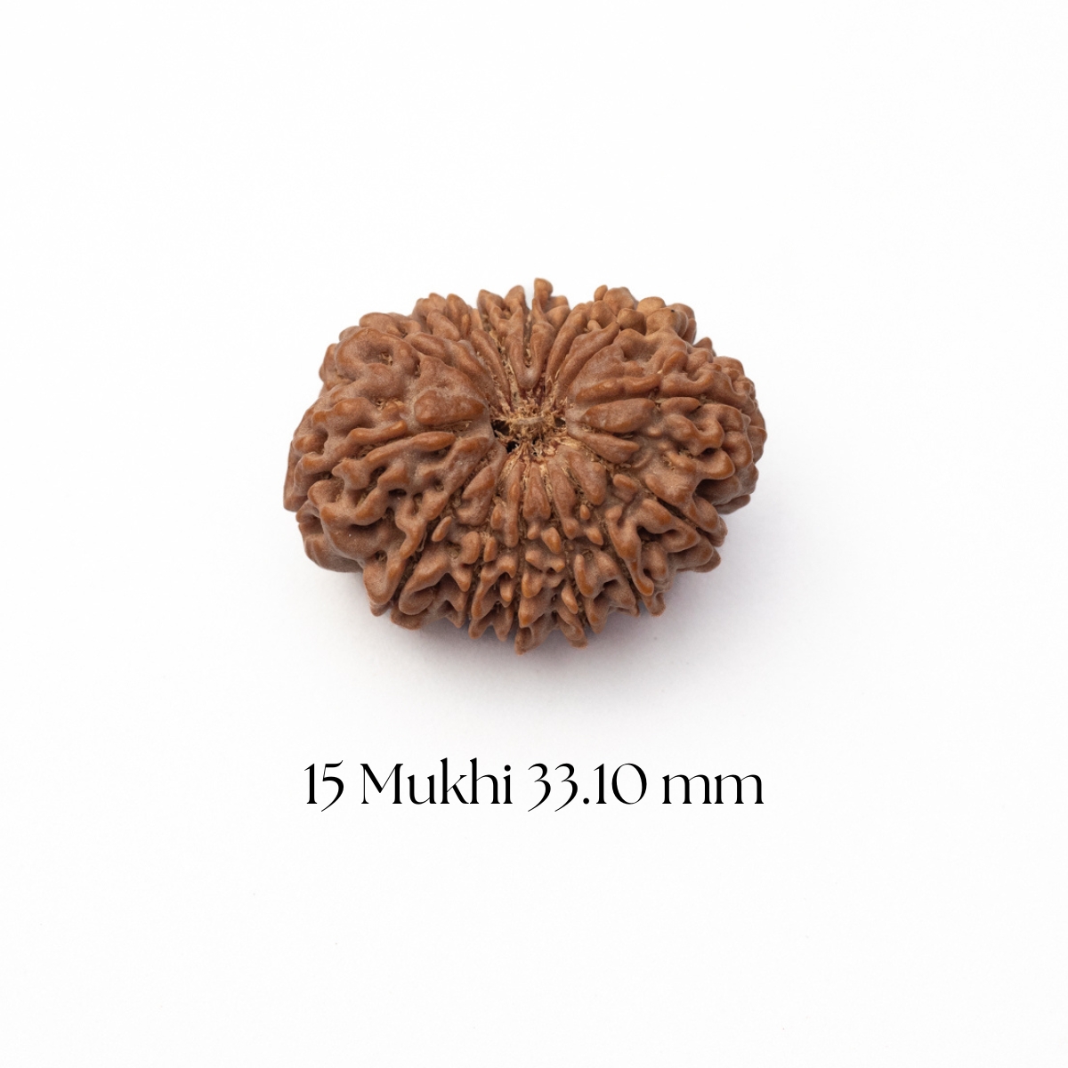 15 Mukhi Rudraksha 33.10 mm