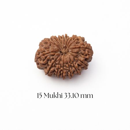 15 Mukhi Rudraksha 33.10 mm