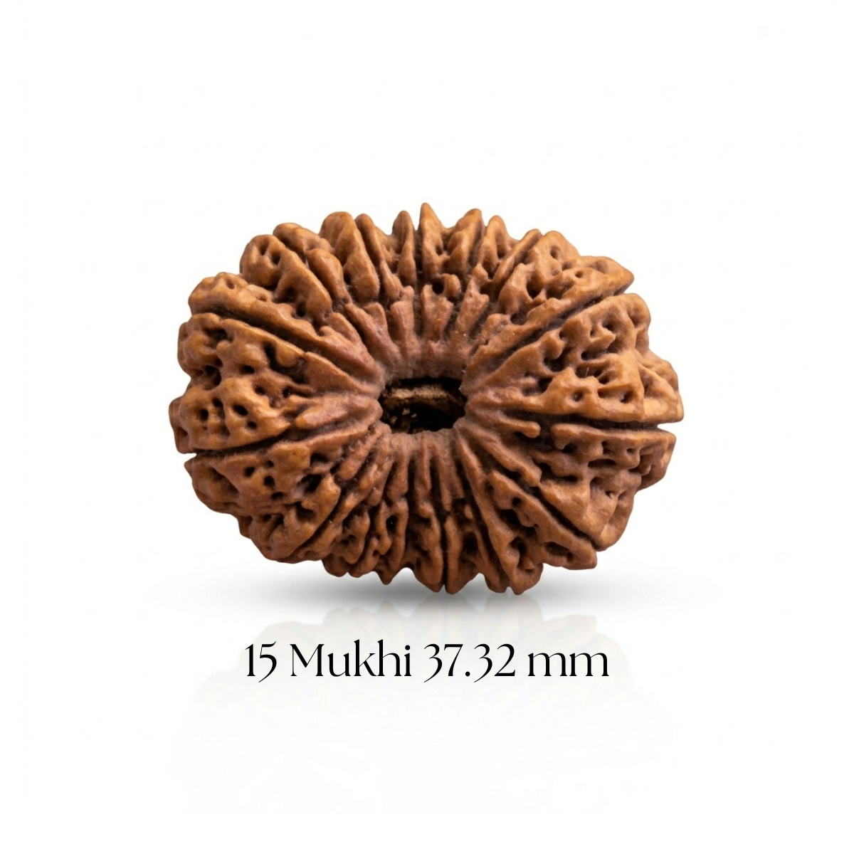 15 Mukhi Rudraksha 37.32 mm
