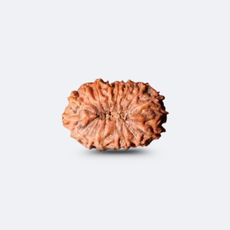 16 Mukhi Rudraksha - Indonesia