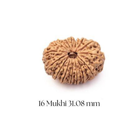 16 Mukhi Rudraksha 31.08 mm