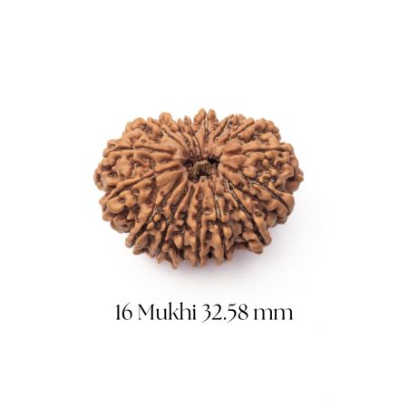 16 Mukhi Rudraksha 32.58 mm