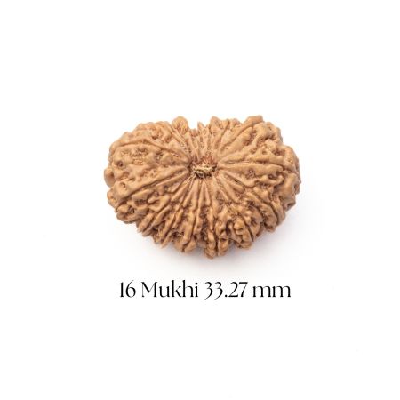 16 Mukhi Rudraksha 33.27 mm