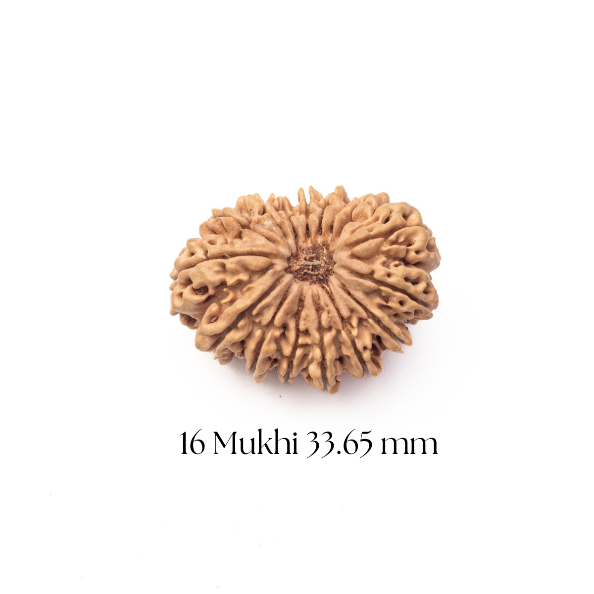 16 Mukhi Rudraksha 33.65 mm