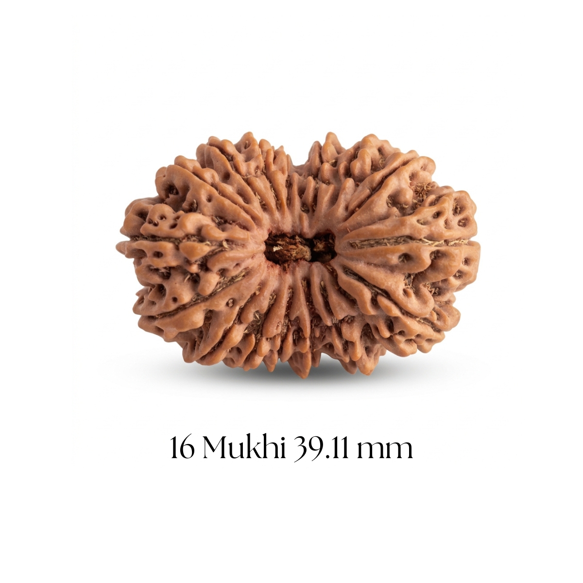 16 Mukhi Rudraksha 39.11 mm