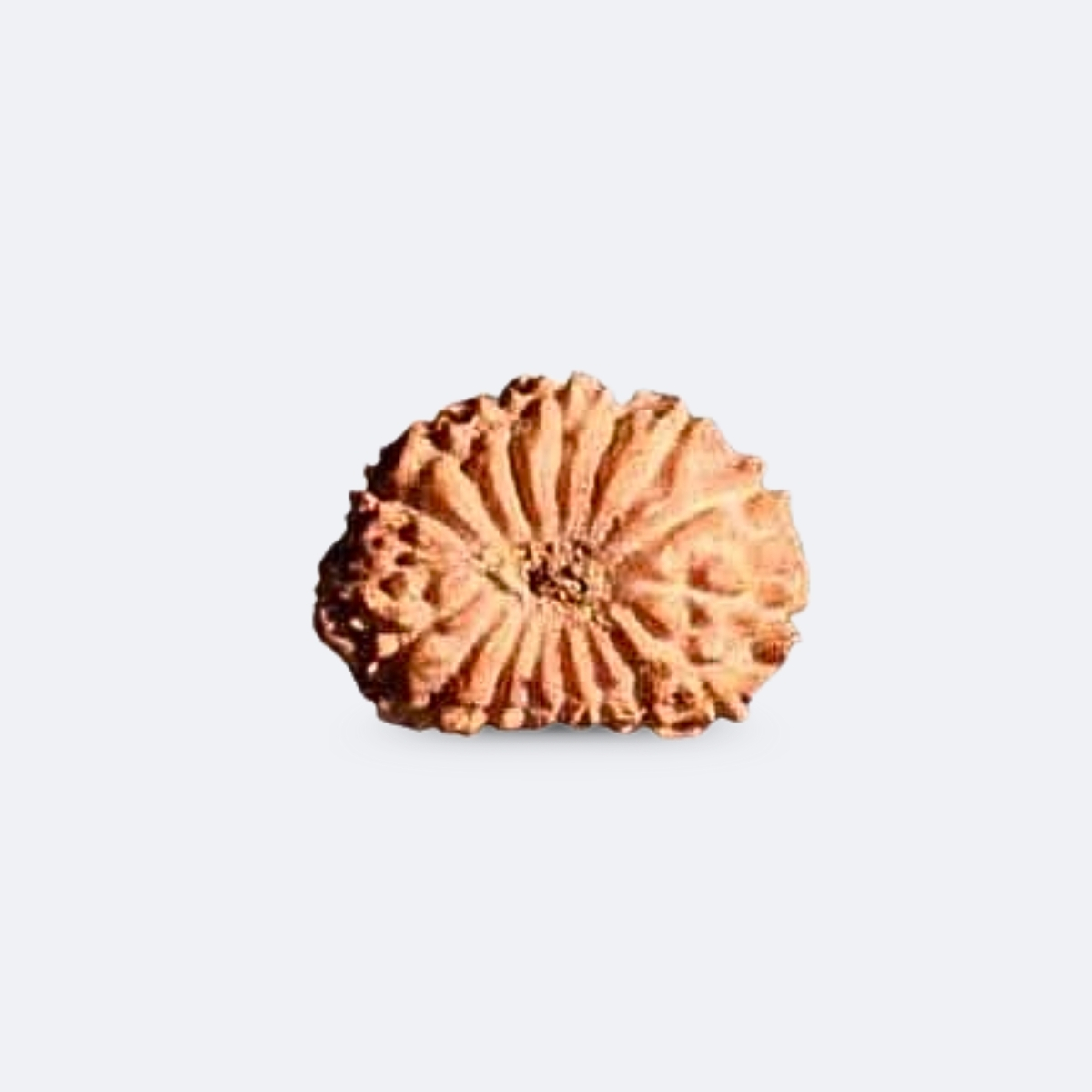 17 Mukhi Rudraksha Indonesia