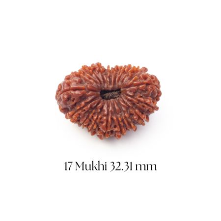 17 Mukhi Rudraksha 32.31 mm