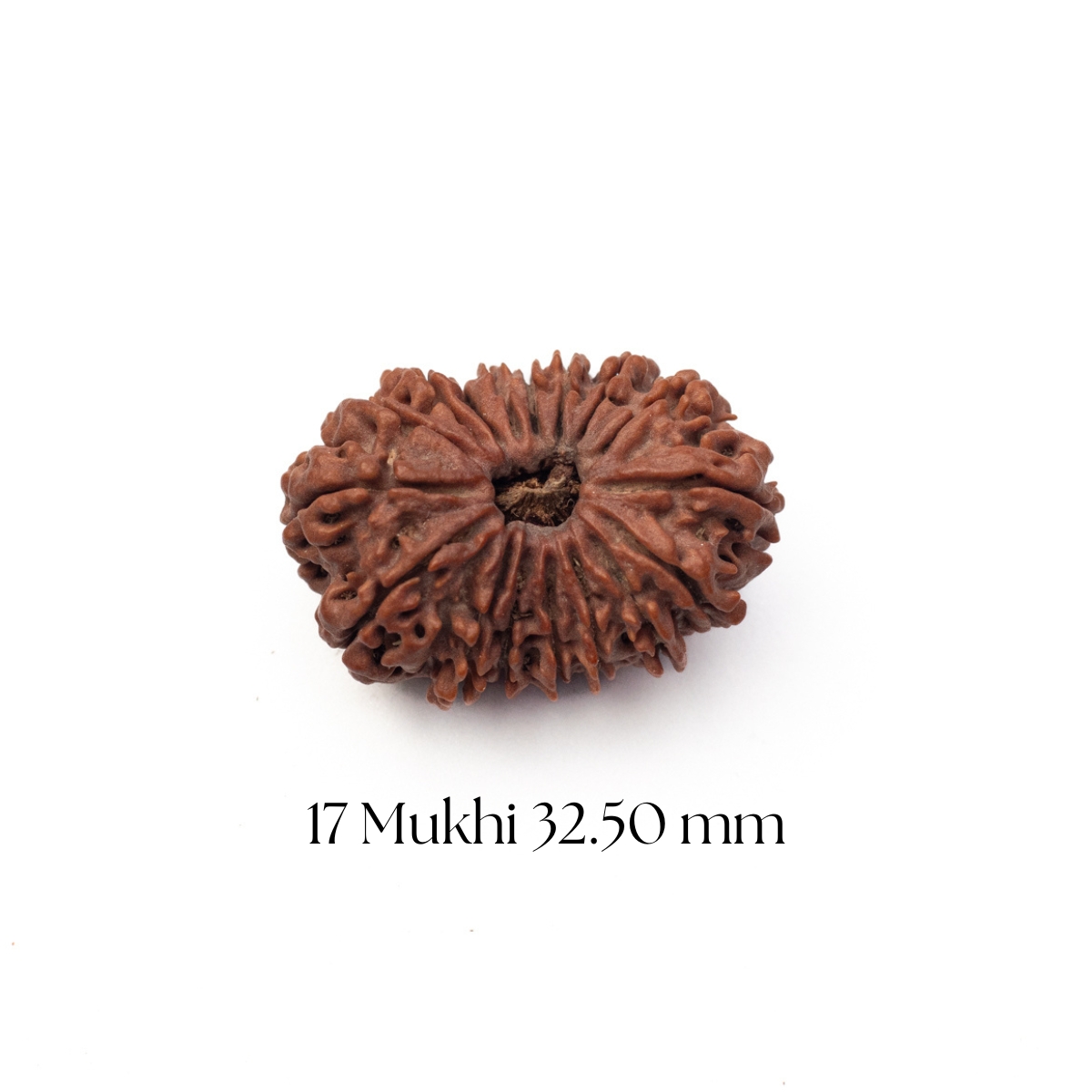 17 Mukhi Rudraksha 32.50 mm
