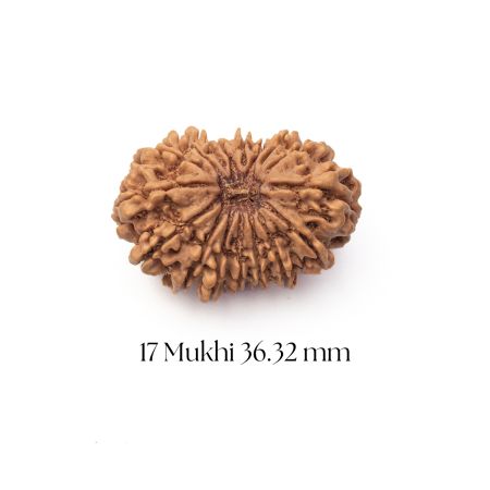 17 Mukhi Rudraksha 36.32 mm