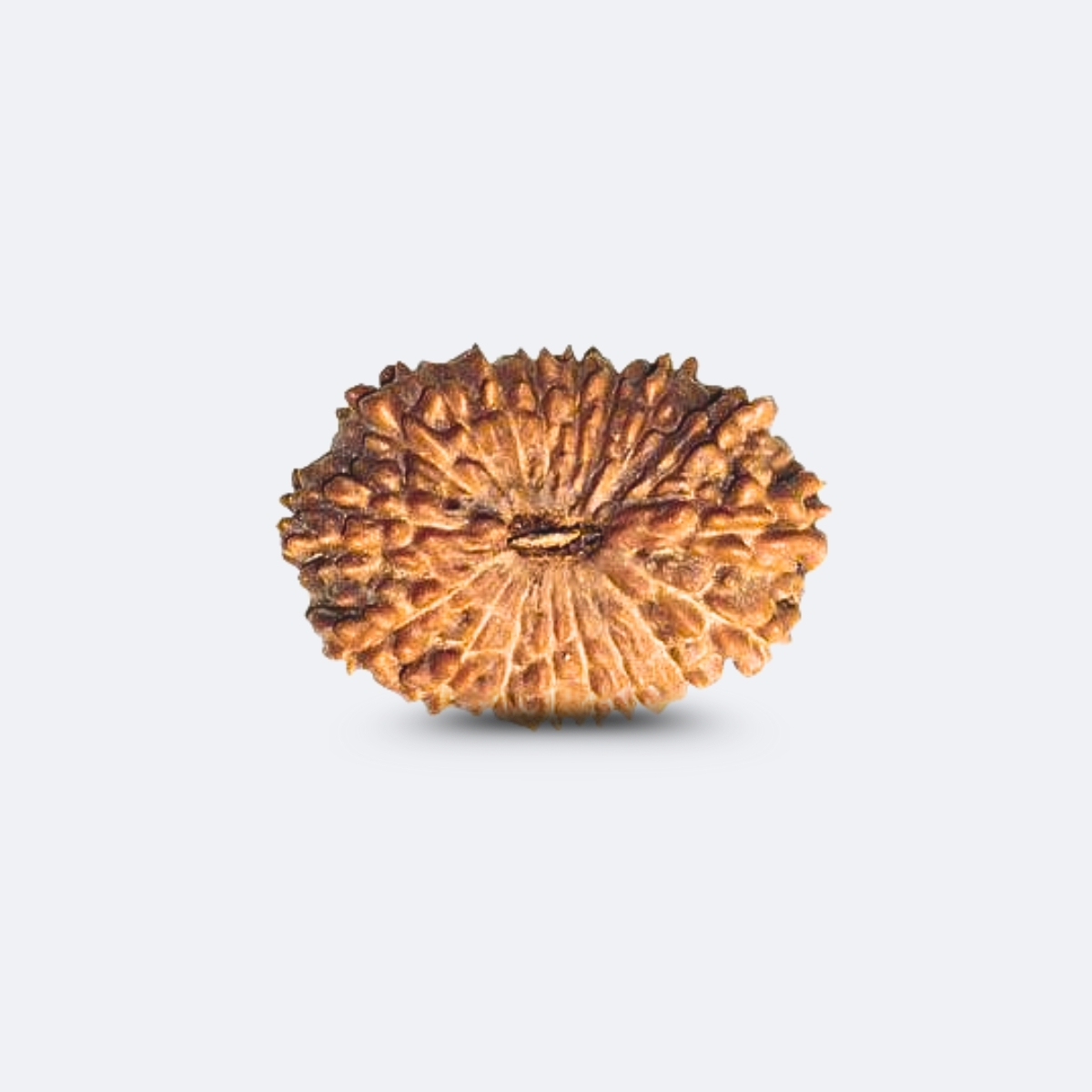 18 Mukhi Rudraksha Indonesia