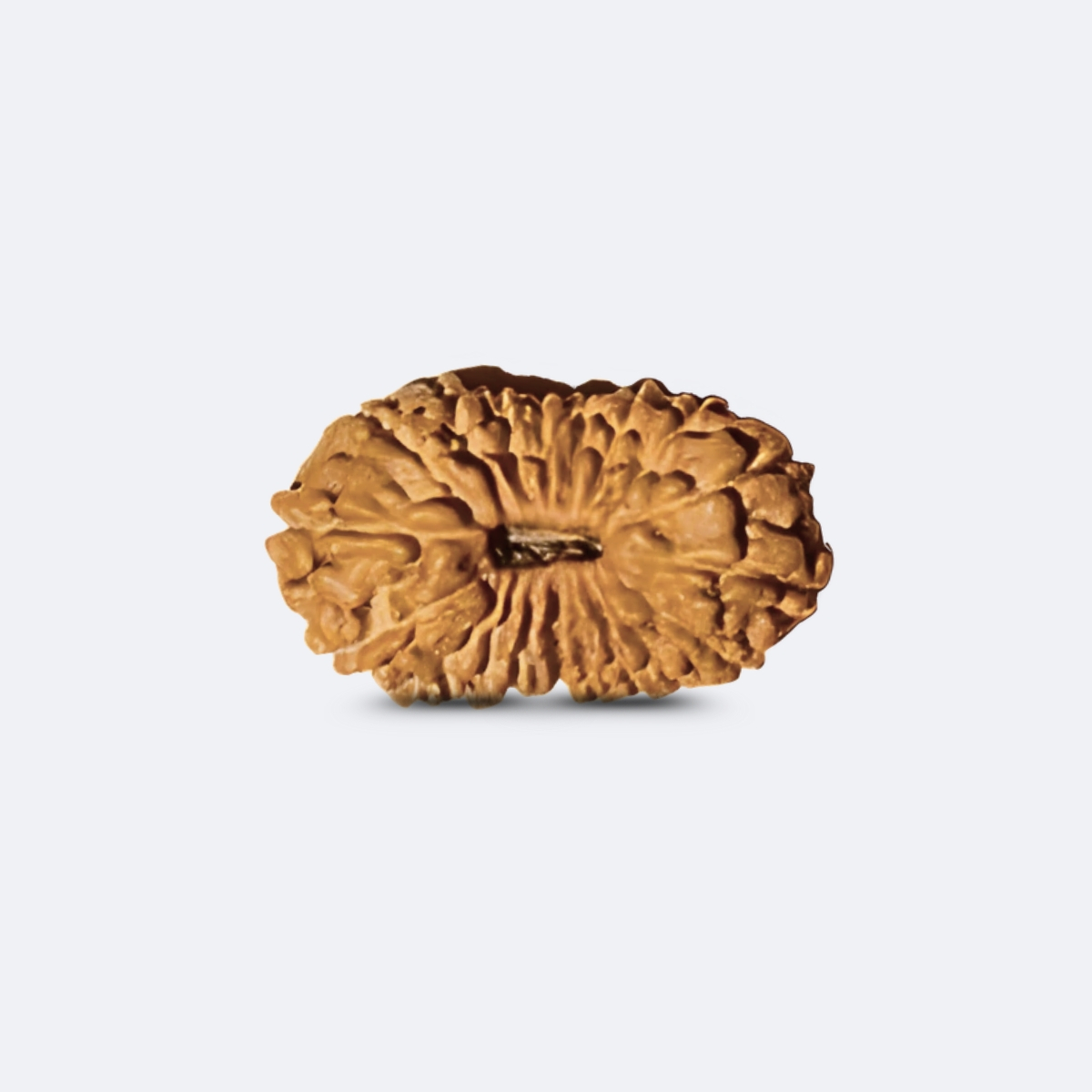 19 Mukhi Rudraksha Indonesia