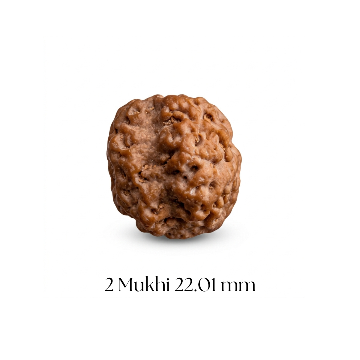 2 Mukhi Rudraksha 22.01 mm