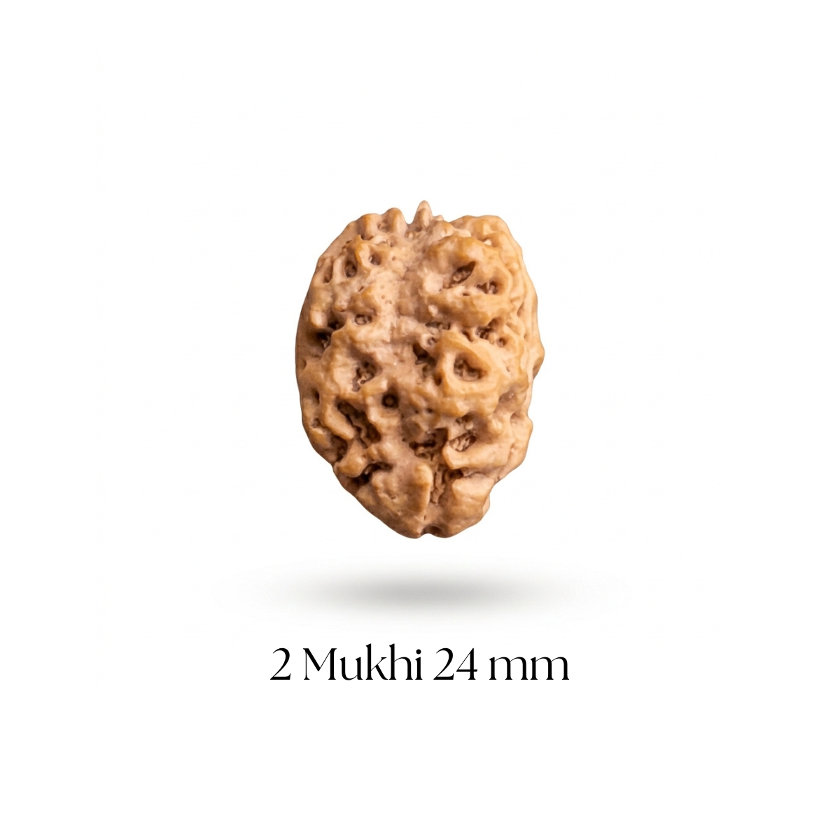 2 Mukhi Rudraksha 24 mm