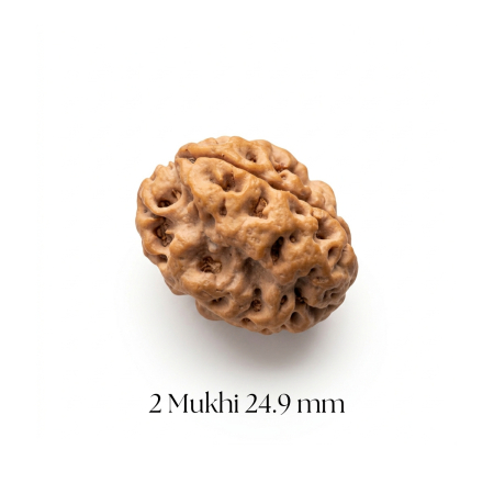 2 Mukhi Rudraksha 24.9 mm