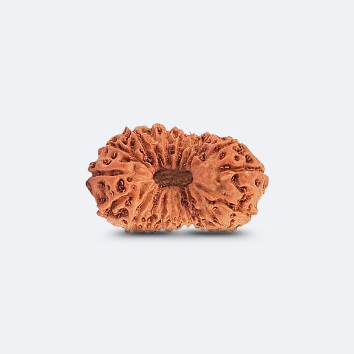 20 Mukhi Rudraksha Indonesia